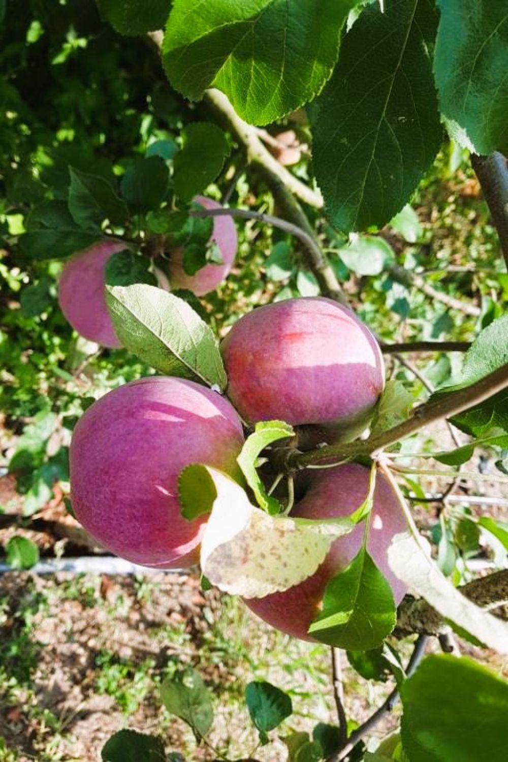 Olszyna Pod Brzoza Βίλα Εξωτερικό φωτογραφία
