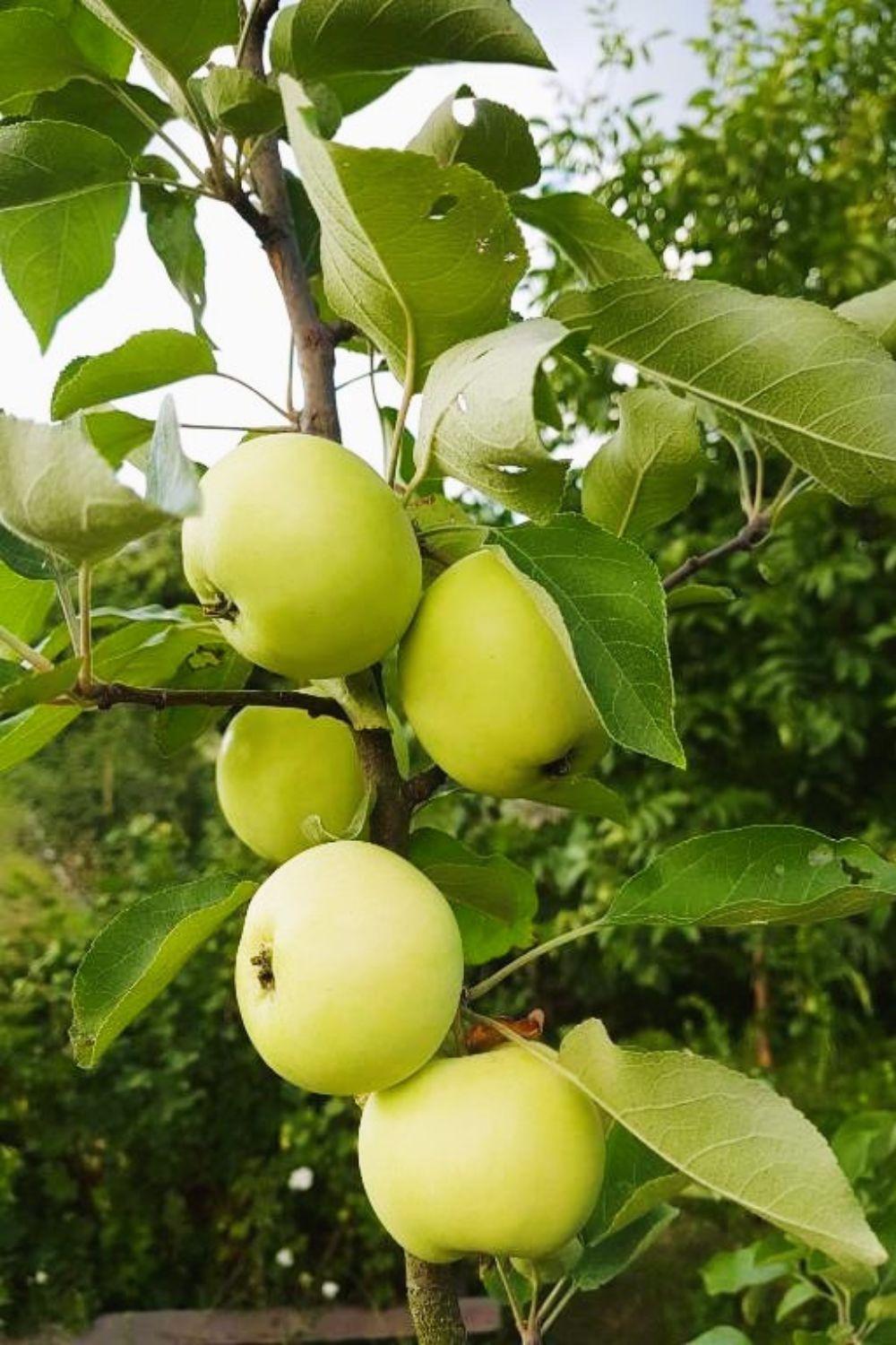 Olszyna Pod Brzoza Βίλα Εξωτερικό φωτογραφία